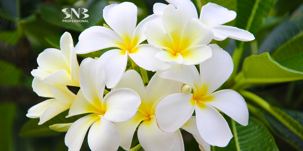 MONOI DE TAHITI – ЕКЗОТИЧНАТА ТАЙНА ЗА ПЕРФЕКТНАТА КОЖА