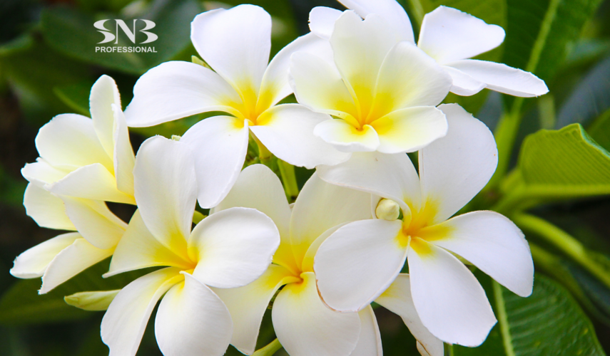 MONOI DE TAHITI – ЕКЗОТИЧНАТА ТАЙНА ЗА ПЕРФЕКТНАТА КОЖА